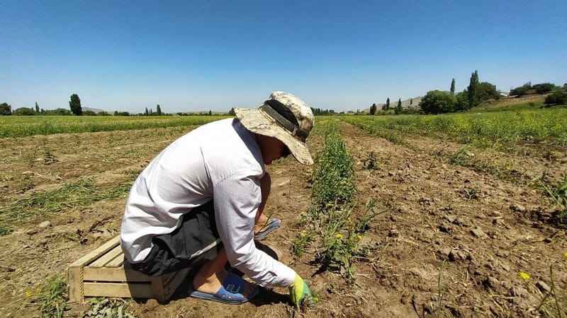 Фермеры КР получили почти 3.2 млрд сомов льготных кредитов по программе «ФСХ-12» изображение публикации