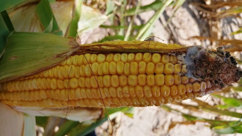 В Чуйском районе 15 гектаров кукурузы поражены вредителем изображение публикации