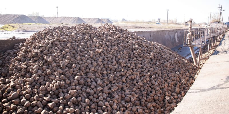 На пунктах приема сахарной свеклы в КР внедрили электронную очередь изображение публикации