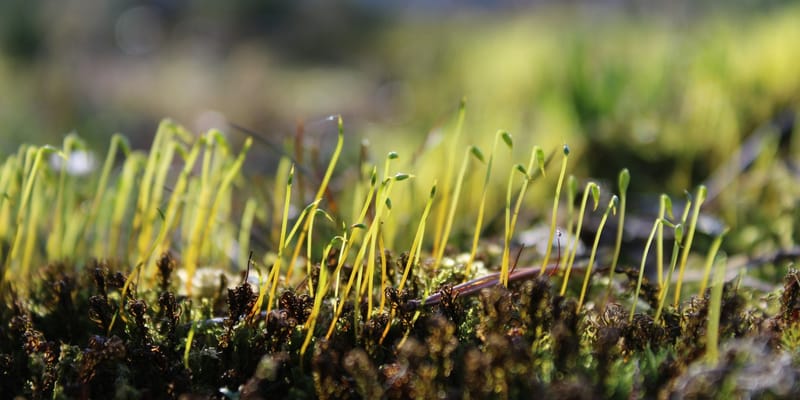 Два предприятия в КР получили льготные кредиты на 2.85 млн сомов по проекту семеноводства изображение публикации
