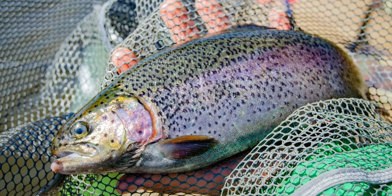 Минсельхоз напомнил производителям форели об обязательных процедурах для экспорта изображение публикации
