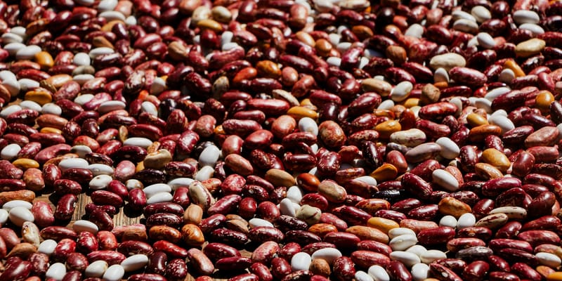 Сбор фасоли в Таласской области, данные урожая и цены, поддержка фермеров через госзакуп.