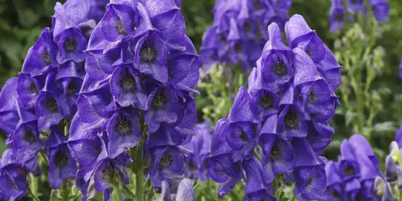 В КР введен временный запрет на сбор и использование ряда растений изображение публикации