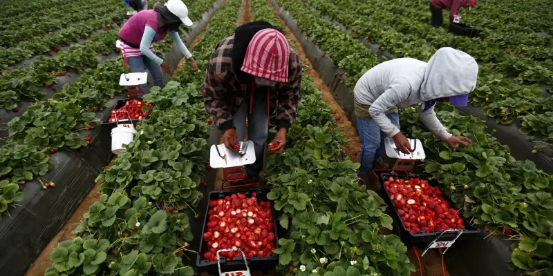 Открывается регистрация на сезонные работы в Великобритании: условия и сроки изображение публикации