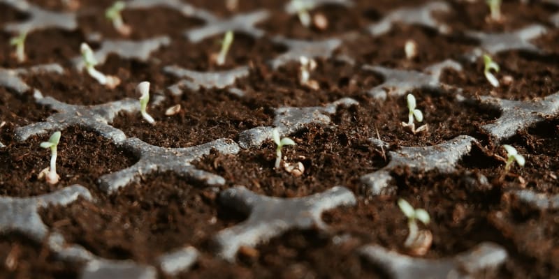 Четыре госучреждения в КР получат $534 тысячи на питомники саженцев изображение публикации