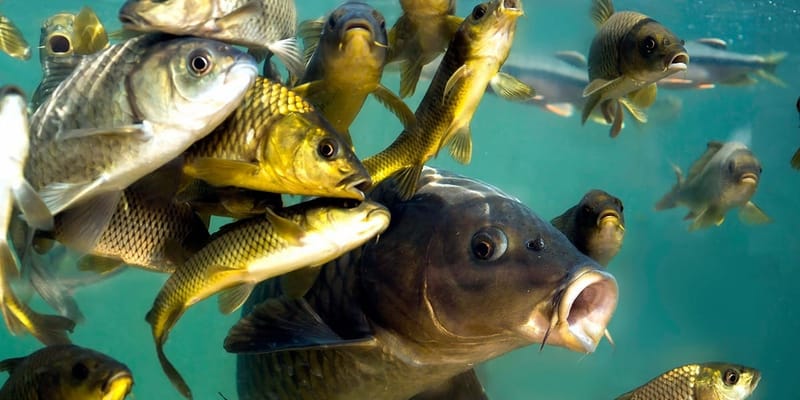 В 2025 году КР приблизила производство товарной рыбы к 20 тысячам тонн изображение публикации