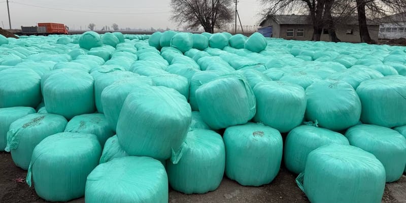 Государственный племзавод заготовил 500 тонн силоса изображение публикации