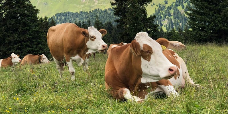 По проекту племенного животноводства в КР выдали 534 млн сомов льготных кредитов изображение публикации