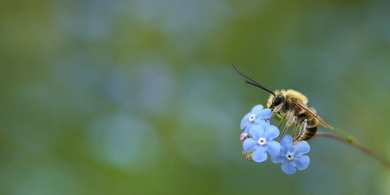 Кыргызские пчелы делают правильный мед: ЕС разрешил экспорт изображение публикации