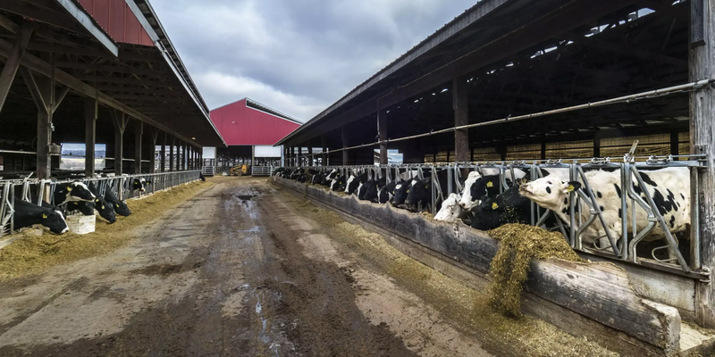 В Кыргызстане функционируют 185 племенных хозяйств