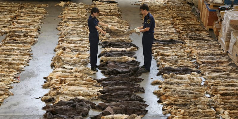 Восемь предприятий КР получили допуск к экспорту шкур и шерсти в Китай изображение публикации