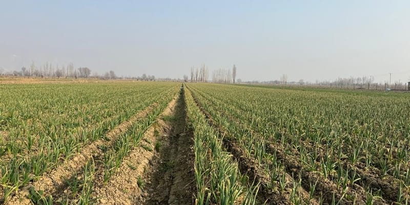 Ставка на чеснок и лук: в Араване проверили состояние прибыльных посевов изображение публикации