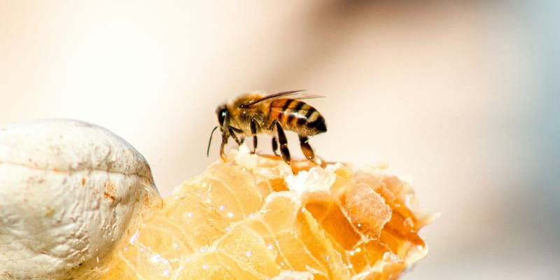 Кыргызстан расширяет аккредитацию ветконтроля изображение публикации