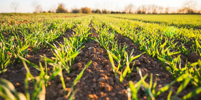 Стенли, суперэлита и ранний арбуз: формула агрочемпионов изображение публикации