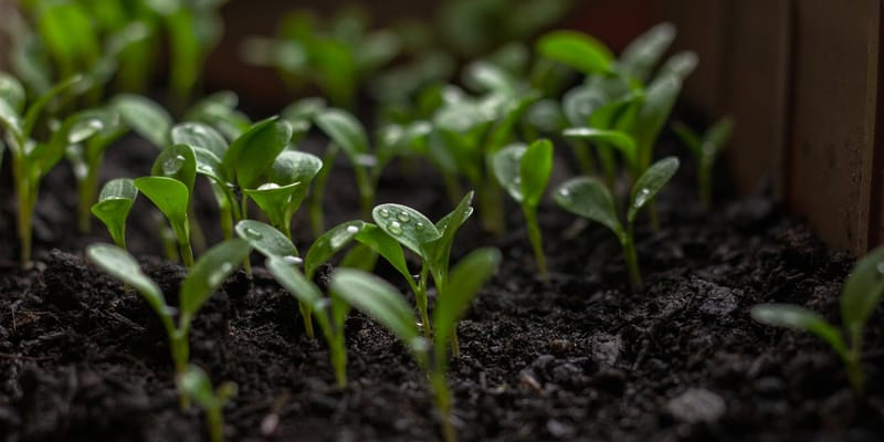 Кыргызстан вернул в Узбекистан почти 29 тысяч саженцев изображение публикации