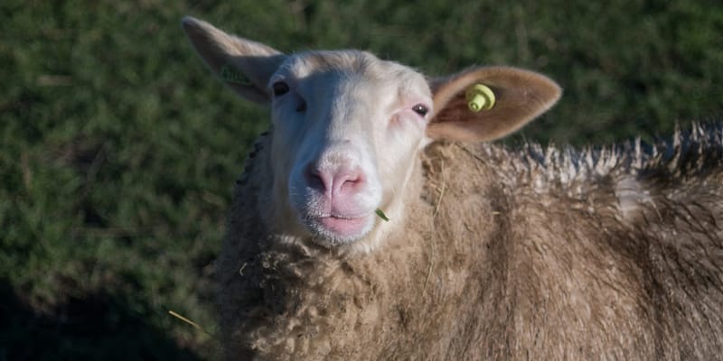 Частный сектор vs государство: кто обеспечивает Кыргызстан мясом?