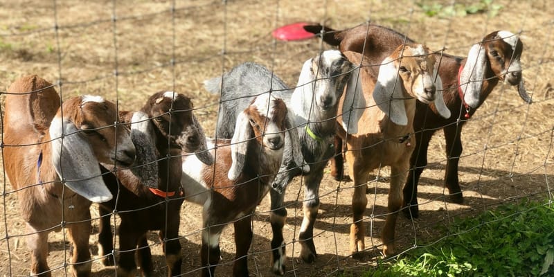 Карта животноводства КР: юг лидирует по КРС и овцам, Нарын — по лошадям изображение публикации