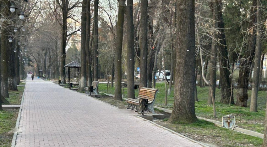 Зачем нумеруют деревья на бульваре Эркиндик: ответ «Бишкекзеленстроя» изображение публикации