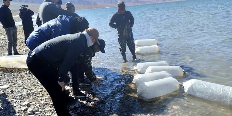 В Иссык-Куль выпустили 3 млн мальков сига-лудоги: итоги весеннего зарыбления 2026