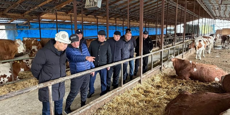 Под Сокулуком племенное хозяйство нарастило производство молока до 2.8 тысячи литров в сутки изображение публикации