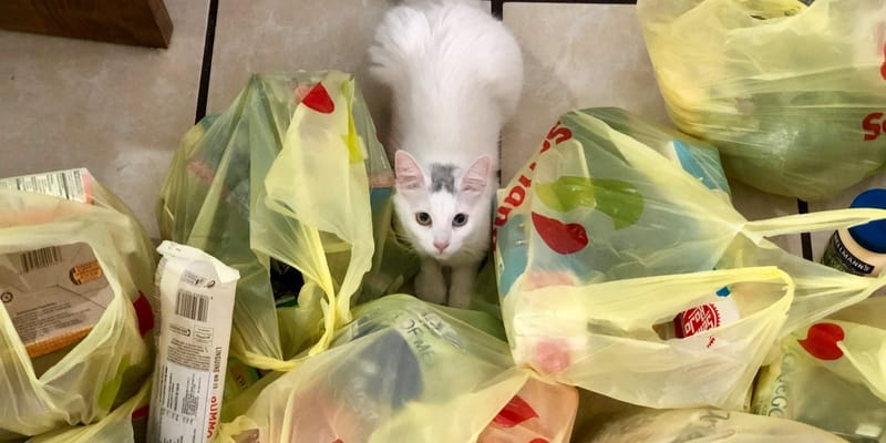 Кабмин предложил «белый список» пластика и посуды, разрешенных к обороту в КР изображение публикации