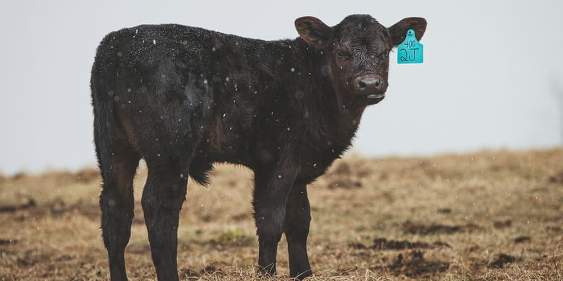 Племенной «апгрейд»: как  в КР сделать стадо чистопородным и повысить доход изображение публикации