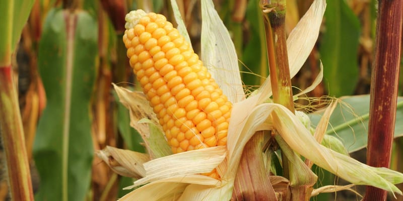 Кыргызстан отправил первую партию кукурузы в Китай — 25 тонн изображение публикации