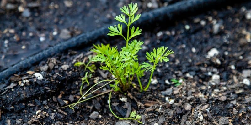 В Баткенской области через капельное орошение освоят 933 га земли изображение публикации