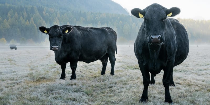 «Кыргыз Агрохолдинг» потратит 72.6 млн сомов на закупку 500 бычков изображение публикации