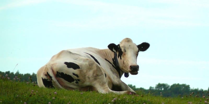 «АБанк» выделил более 2 млрд сомов на льготные кредиты для фермеров Кыргызстана изображение публикации