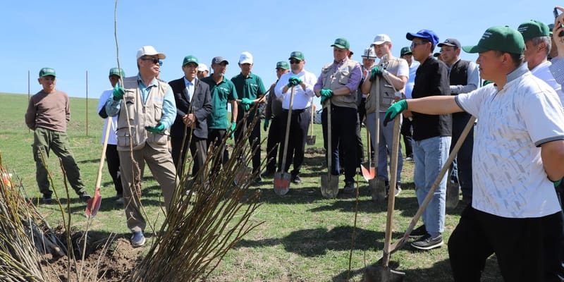 В Джалал-Абадской области в 2026 году восстановят 500 гектаров леса