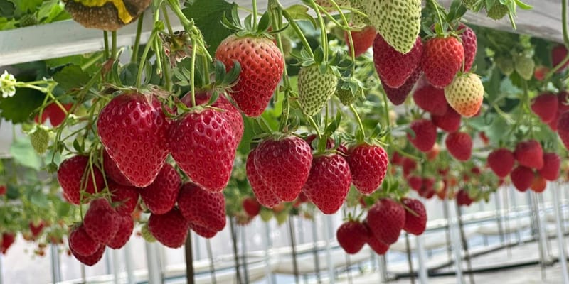 Лейлекский фермер выращивает клубнику зимой — и продает по 1.5 тысячи сомов за 1 кг