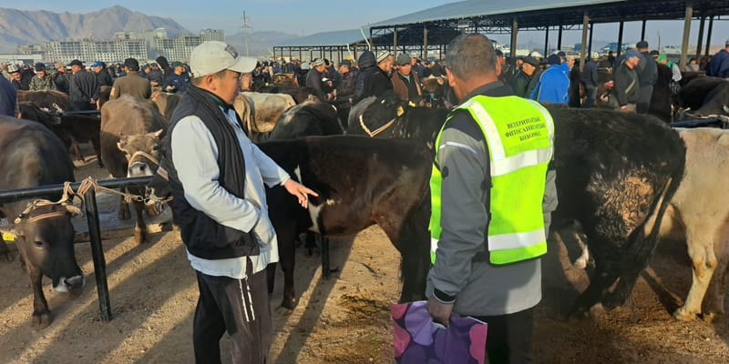 Ветслужба провела масштабную дезинфекцию скотного рынка в Караколе изображение публикации