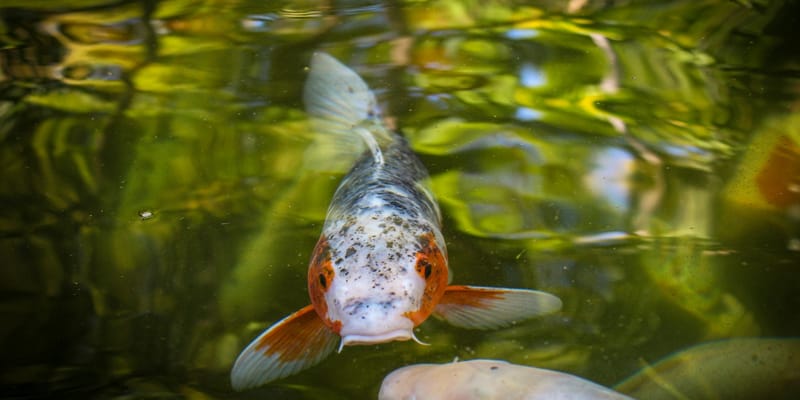 Рыбалка в один клик: в Кыргызстане цифровизировали вылов ценных видов рыб изображение публикации