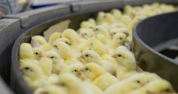 В Иссык-Кульской области построят птицефабрику с 180 рабочими местами
