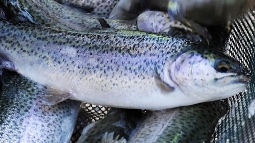 РКФР предоставит льготный кредит производителю форели «Аква Сервис»