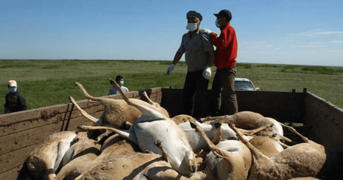 В Кыргызстане увеличены штрафы за браконьерство