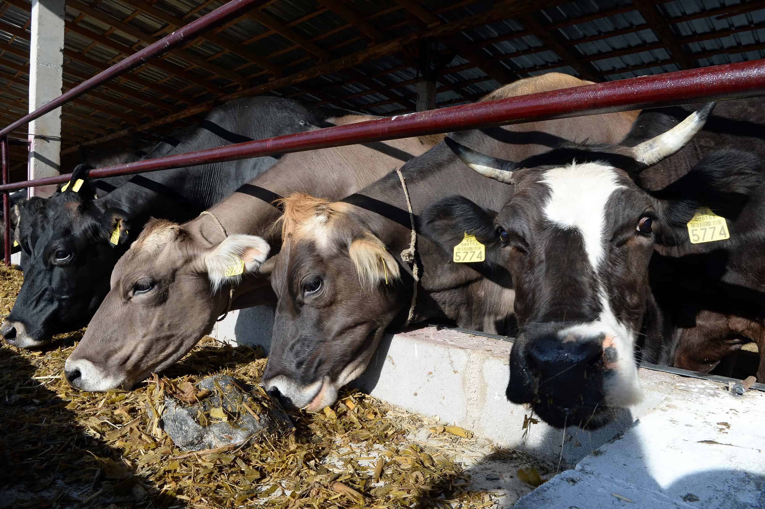 Минсельхоз предложил освободить импорт скота от НДС