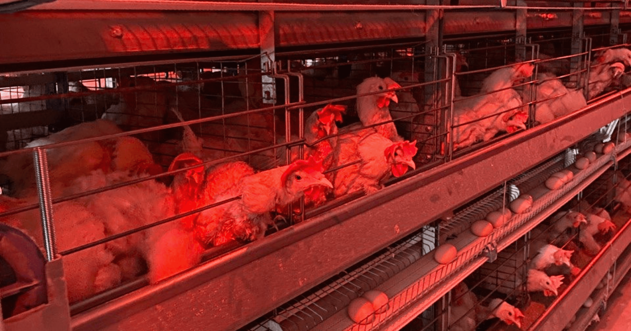 Кабмин обещает ужесточить наказания за контрабанду яиц