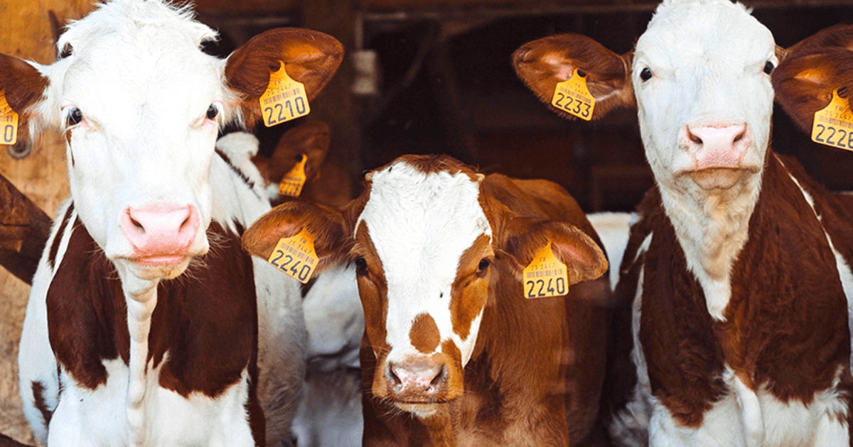 Молочному сектору выдали кредитов на 27.9 млн сомов