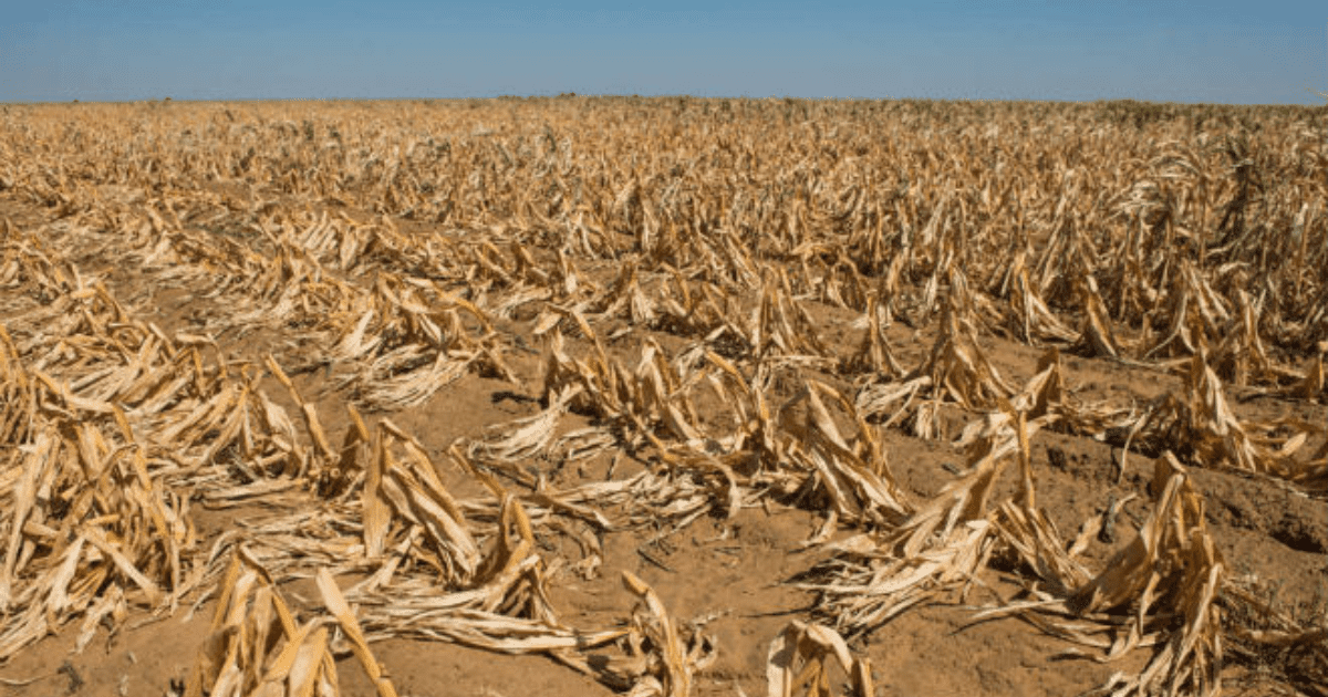 Фермеры подрались из-за поливной воды — один из них умер после ножевого ранения