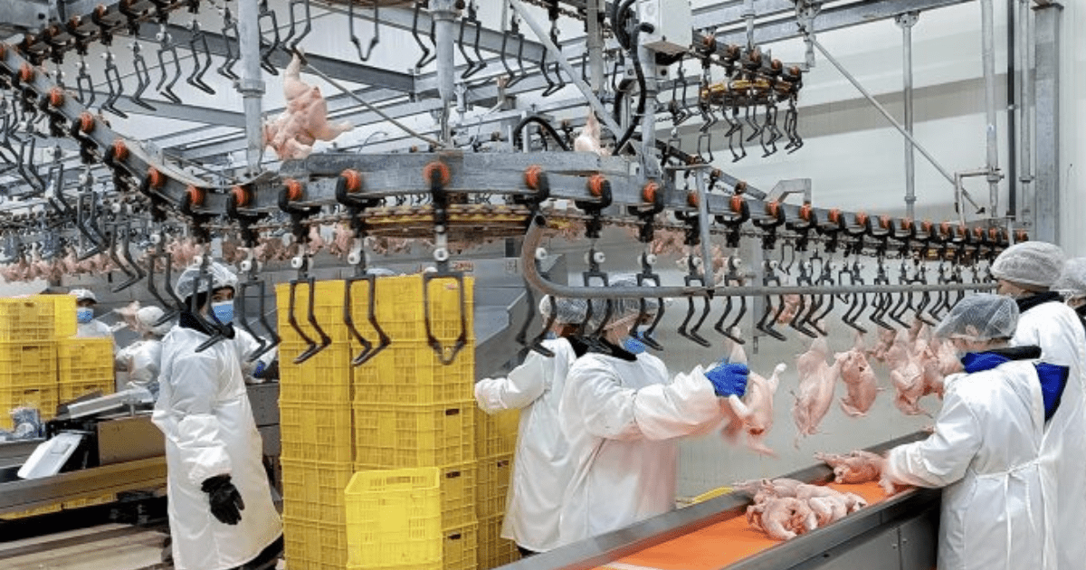 Венгерская компания вложит $400 млн в постройку птицеферм в Узбекистане