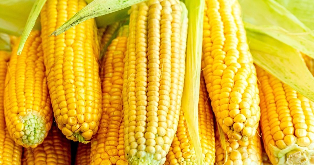 Россельхознадзор выявил ГМО в семенах кукурузы из Кыргызстана