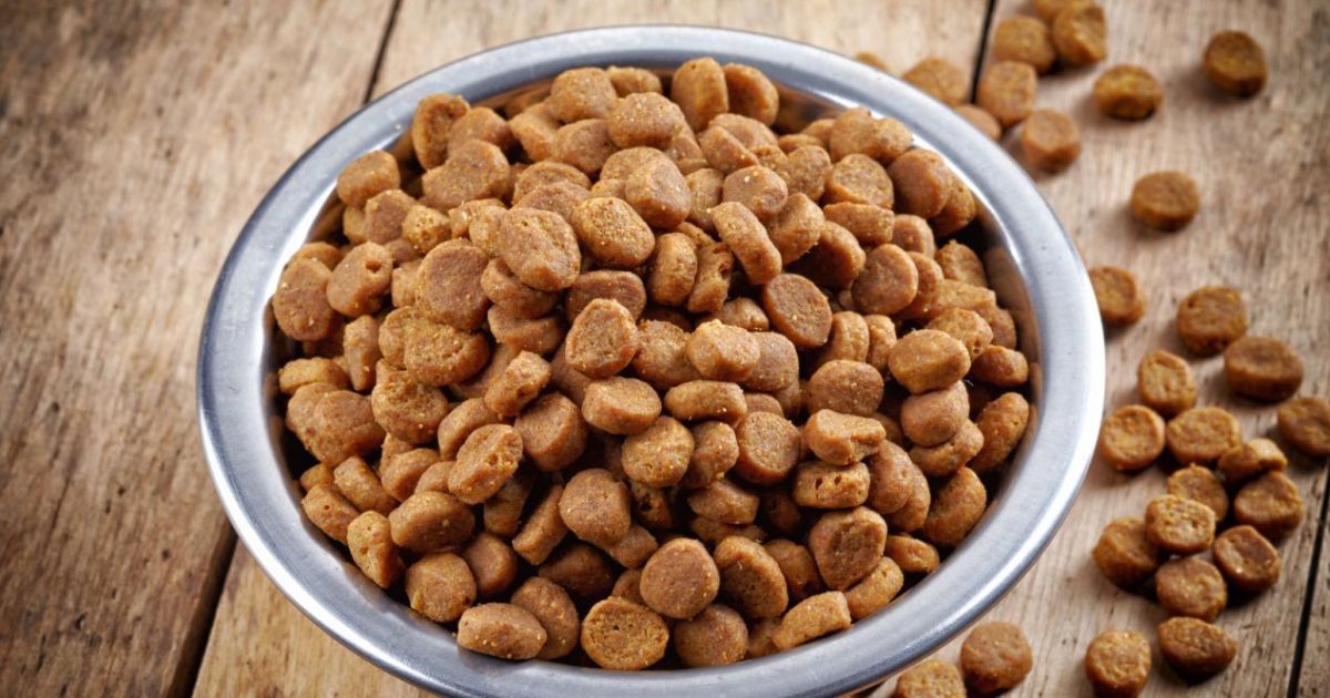 Кыргызстан успешно экспортирует собачий корм в США